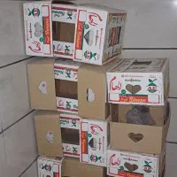 کارتن