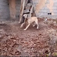 سگ و پاکوتاه