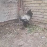 مرغ وخروس
