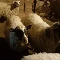 تعدادی رومانوف وبره نر گوشتی  به فروش می‌رسد|حیوانات مزرعه|تبریز, |دیوار