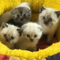 گربه های اسکاتیش و بریتیش اصیل