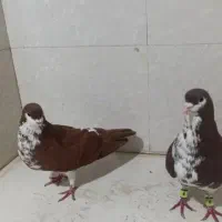 کفتر کلاغ افشون نرو ماده