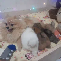 پامرانین خرسی (کاشان)