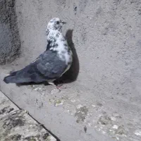 کفتر ماده|پرنده|قم, مسکن مهر|دیوار