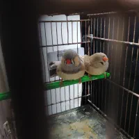 فنچ انگلیسی و پنگوئنی|پرنده|بندرعباس, |دیوار