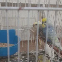 مرغ عشق|پرنده|نیشابور, محله میدان باغات|دیوار