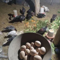 تخم مرغ لاری