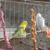 طوطی برزیلی ومرغ عشق|پرنده|تهران, سردارجنگل|دیوار