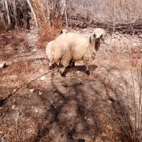 گوسفند|حیوانات مزرعه|کرمان, |دیوار