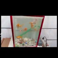 ماهی اکواریومی قرمز و درشت 3ساله غذاخور توافقی|ماهی|بروجرد, |دیوار