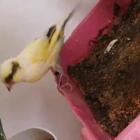 قناری نر خوش صدا خوش رنگ زیبا اهلی معاوضه|پرنده|سیلوانه, |دیوار