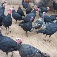 بوقلمون برنز  فروشی