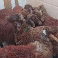 7رئس بره ماده سالم گله گرد