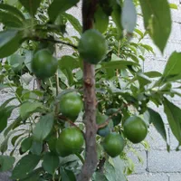 باغ ۸۰۰متر فروش تهاترومعاوضه خودرو یا واحد|فروش خانه و ویلا|تهران, آبشار تهران (دریاچه)|دیوار