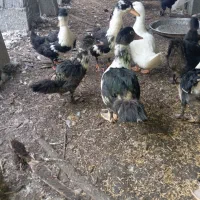 اردک اسراییلی جواان 210|حیوانات مزرعه|گوراب زرمیخ, |دیوار