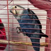 طوطی برزیلی کوتوله|پرنده|ری, دولت‌آباد|دیوار