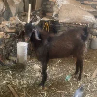 نر بز پاکستانی