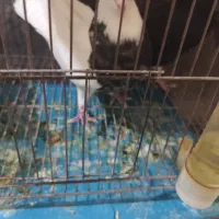 طوقی|پرنده|شوشتر, |دیوار