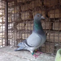 جفت کبوتر مسابقه ای مسافتی پلاکی