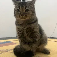 گربه گمشده رباط‌کریم