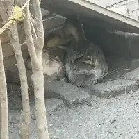 غاز کرک با ۲۵ تخم