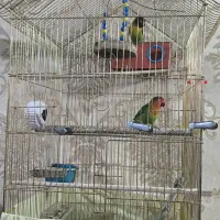 دو جفت طوطی برزیلی