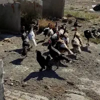 بقلمون 17عددمرغ خروس