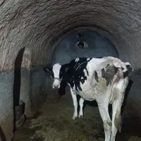 گاو و گوساله گوشتی|حیوانات مزرعه|دهگلان, |دیوار