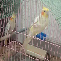 یک جفت عروس هلندی بالغ نروماده