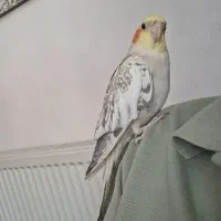 عروس هلندی دستی