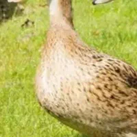 اردک کمپل خارجی زیبا مفت