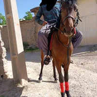 اسب نریون یک سال نیم معاوضه هم دارم