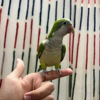 راهب فوق دستی چلوندنی سخنگو