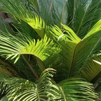سیکاس