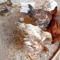 نیمچه. عربی|حیوانات مزرعه|اهواز, علی آباد|دیوار