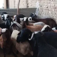 بره چاق وبره لاغر پرواری گوساله وگوشت|حیوانات مزرعه|جعفرآباد, |دیوار