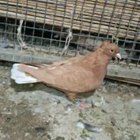 نر ماده کربلای نر قهوای ماده سبز قیمت ۱۵۰۰