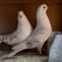 کبوتر پشت هوما|پرنده|قزوین, |دیوار