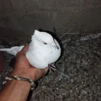 حیوانات|پرنده|جنت, |دیوار