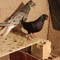 دو جفت دم سفید خوشگل