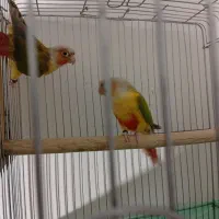 جفت گرینچیک|پرنده|سمنان, |دیوار