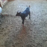 بزغاله فروشی