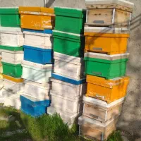 فروش کندوی زنبور عسل