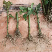 قلم رز سامورایی|گل و گیاه طبیعی|محلات, |دیوار