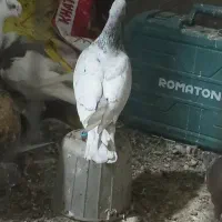 کوهی گرفتنی نر|پرنده|شوشتر, |دیوار