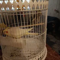 عروس هلندی نر و ماده