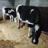 سه عدد گاو هولشتاین اصل