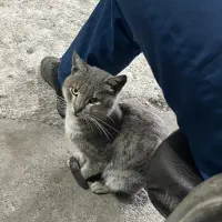 گربه حمایتی|گربه|رشت, فرزانه|دیوار