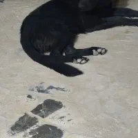 گمشده سگ ژرمن ماده بلک|سگ|اصفهان, گورت|دیوار