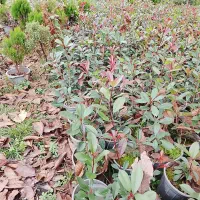 فوتونیا|گل و گیاه طبیعی|املش, |دیوار